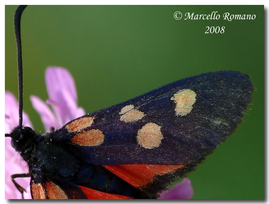 Zygaena angelicae dal Montenegro (Zygaenidae)